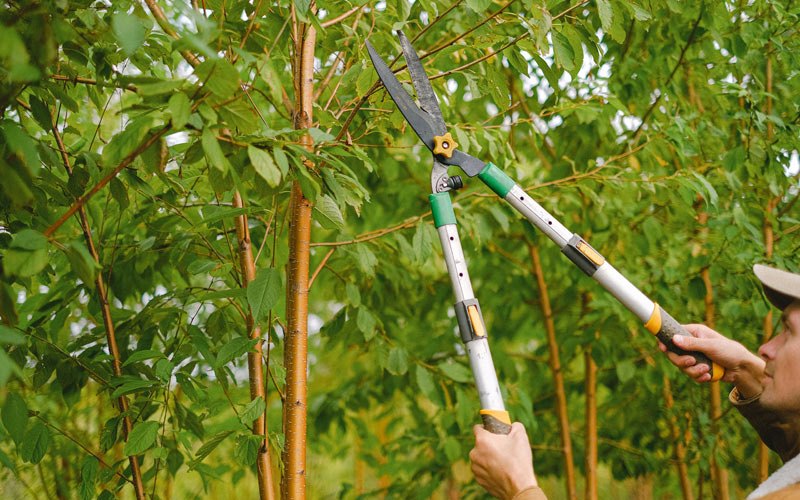 Tree trimming in Hilbert, WI