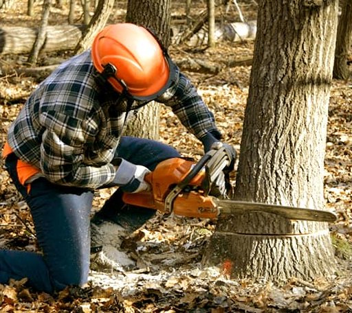 Tree Removal in Hilbert, WI